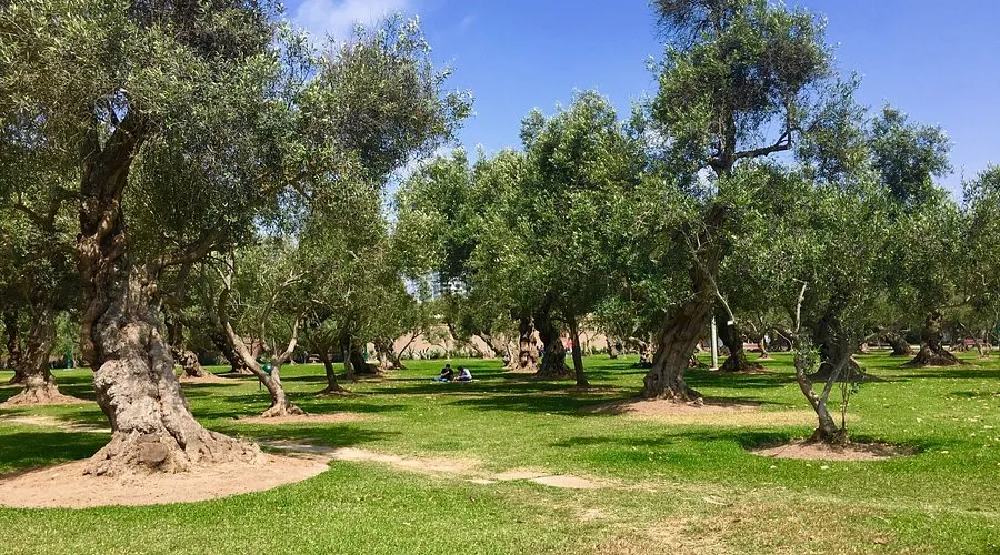 Olive park in San Isidro